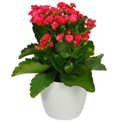 Kalanchoe rouge + Cache pot Blanc /